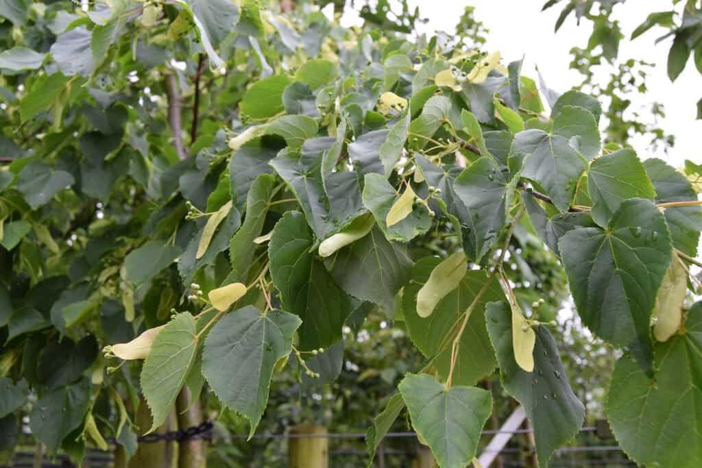Tilia cordata 'Greenspire' 10-12 SS